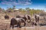 The Elephant Camp - Image 4