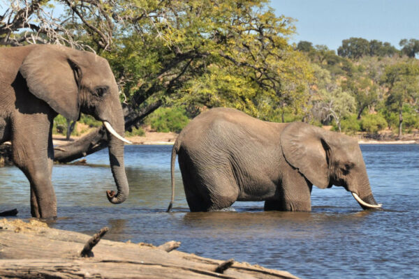 Thebe River Safaris - Image 4