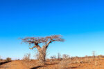 Wild Africa Safaris - Image 3