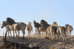 Wild Africa Safaris - Image 5