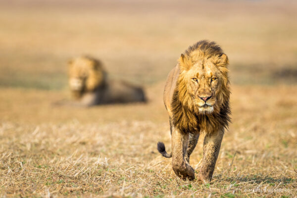 Kafue River Lodge - Image 2