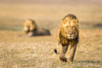 Kafue River Lodge