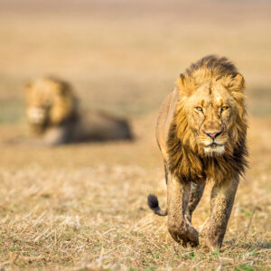 Kafue River Lodge