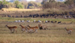 Zambia Birding - Image 2