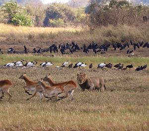 Zambia Birding