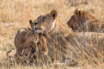 Zambezi Cruise Safaris