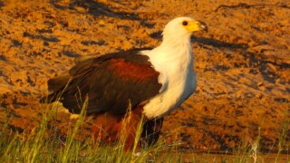 African Fish Eagle – Ted Floyd