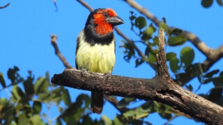 Black-collared Barbet - Ted Floyd
