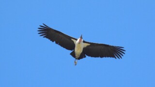 Marabou by Ted Floyd Marabou by Ted Floyd